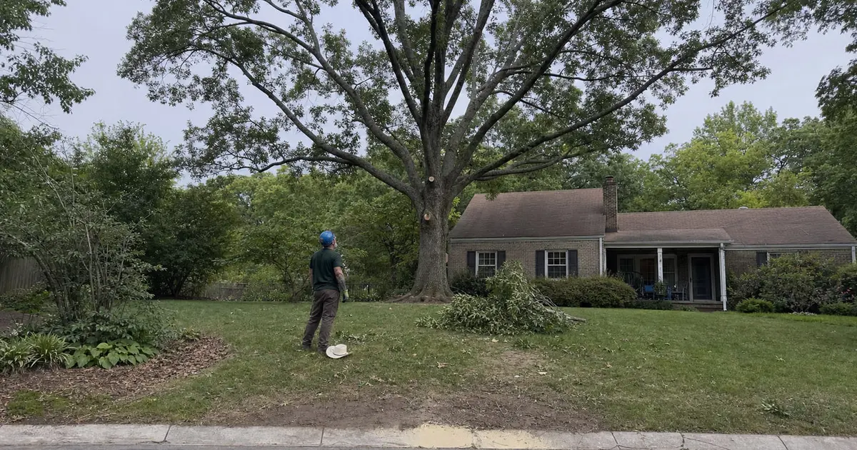 Tree Service Allentown, PA | Expert Arborist