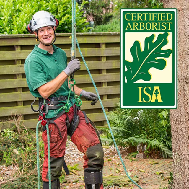A climber working a canopy, wearing the ISA Certified Arborist badge