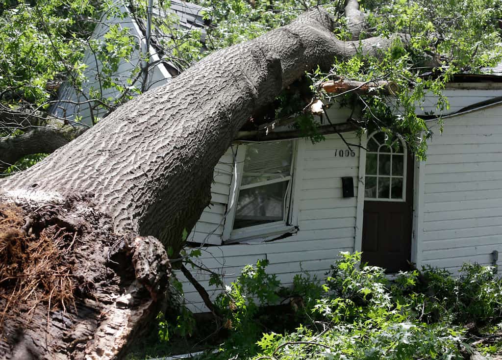 Storm damaged limbs down across a managed property after an overnight storm